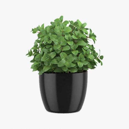 Mint in a pot